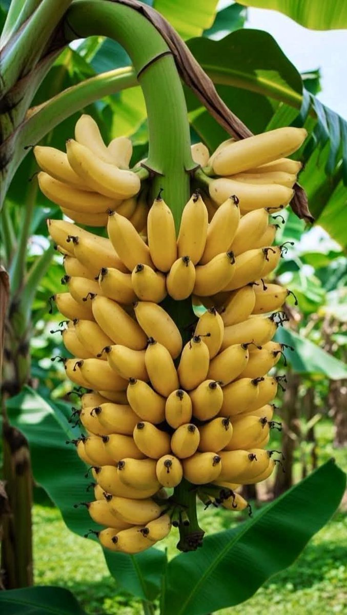 Hello Dears♥️ Ni week nyingine tuliyo barikiwa kuendelea kuwa hai tumshukuru Mungu🙏 Mpango wetu ni ule ule Dua bidii na imani Namwomba Mungu asikunyime riziki katika utafutaji wako akuepushe na mabaya na kuzilinda hatua zako Iwe week ya baraka kwako uone mema🙏