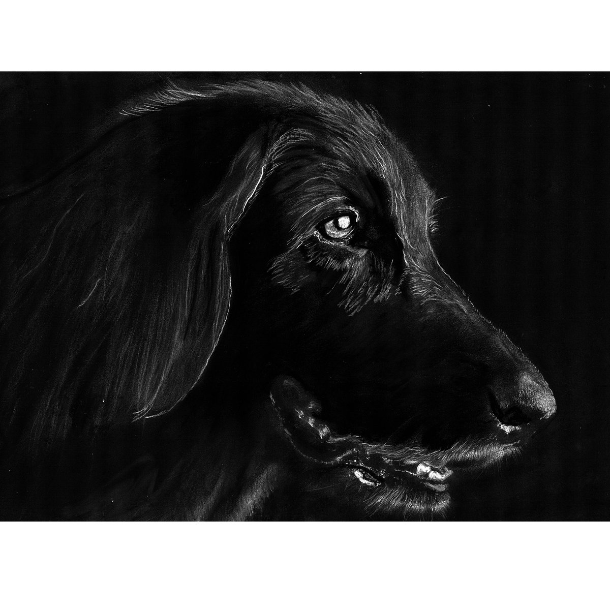 Black Cocker Spaniel Charcoal Art Print: Signed Dog Memorial tuppu.net/923a8bcd #Etsy #DogFishArtCo #WorkingCocker