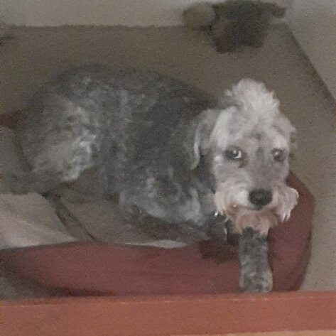 This photo was taken by Oscar's new dogsitter while I was away. Clearly, he's skeptical. #Schnauzer