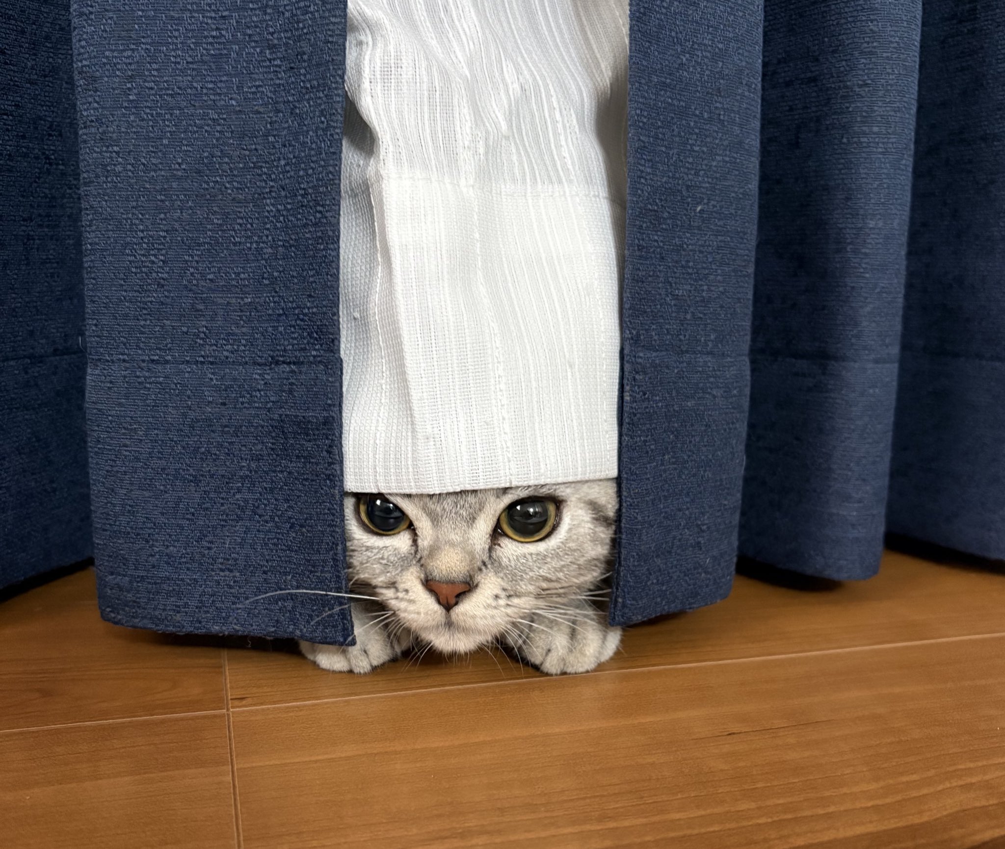 どこかの猫好き もるきち on X: 