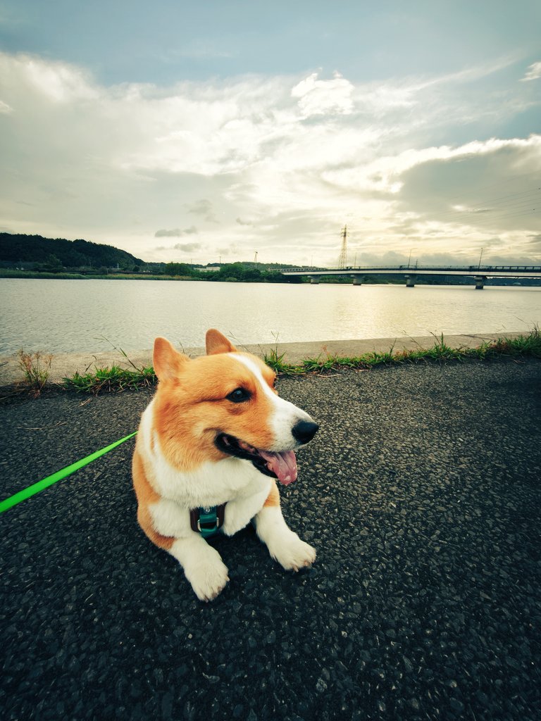 台湾コーギーのグミちゃん♂️ (@DaoqiLiang) / Posts / X