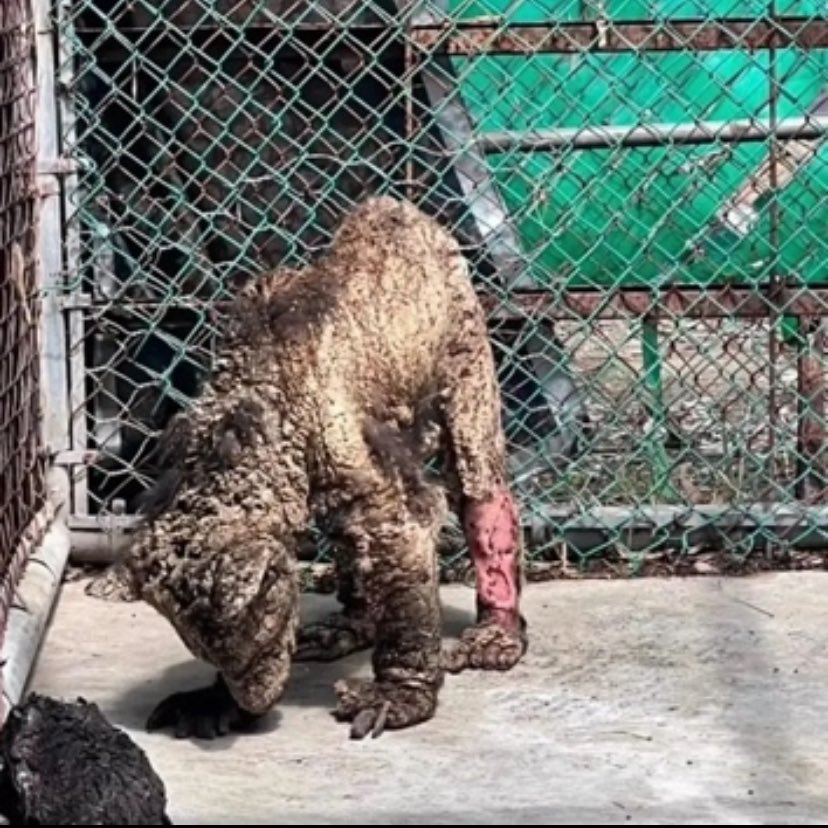 A pesar de que el gobernador <a href="/samuel_garcias/">Samuel García</a> no movió un dedo, la <a href="/PROFEPA_Mx/">PROFEPA</a> ya tomó cartas en el asunto: 

El zoológico La Pastora anunció que se va a trasladar a Mina, la osezna que fue viralizada en redes por su  mal estado de salud, a la Fundación Invictus para su pronta