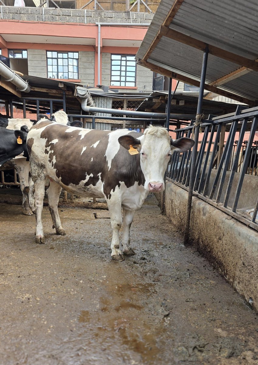 Premium Heifer pedigree cows available!✨🔥

We offer 4-16 months old heifers ready for rehoming✅
      4 months old 40k 
      6 months old 60k
      7 months old 65k
    16 months old 120k

✨Very Affordable 🔥🔥💯✅

Call +254713802746  for enquiry &amp; purchase