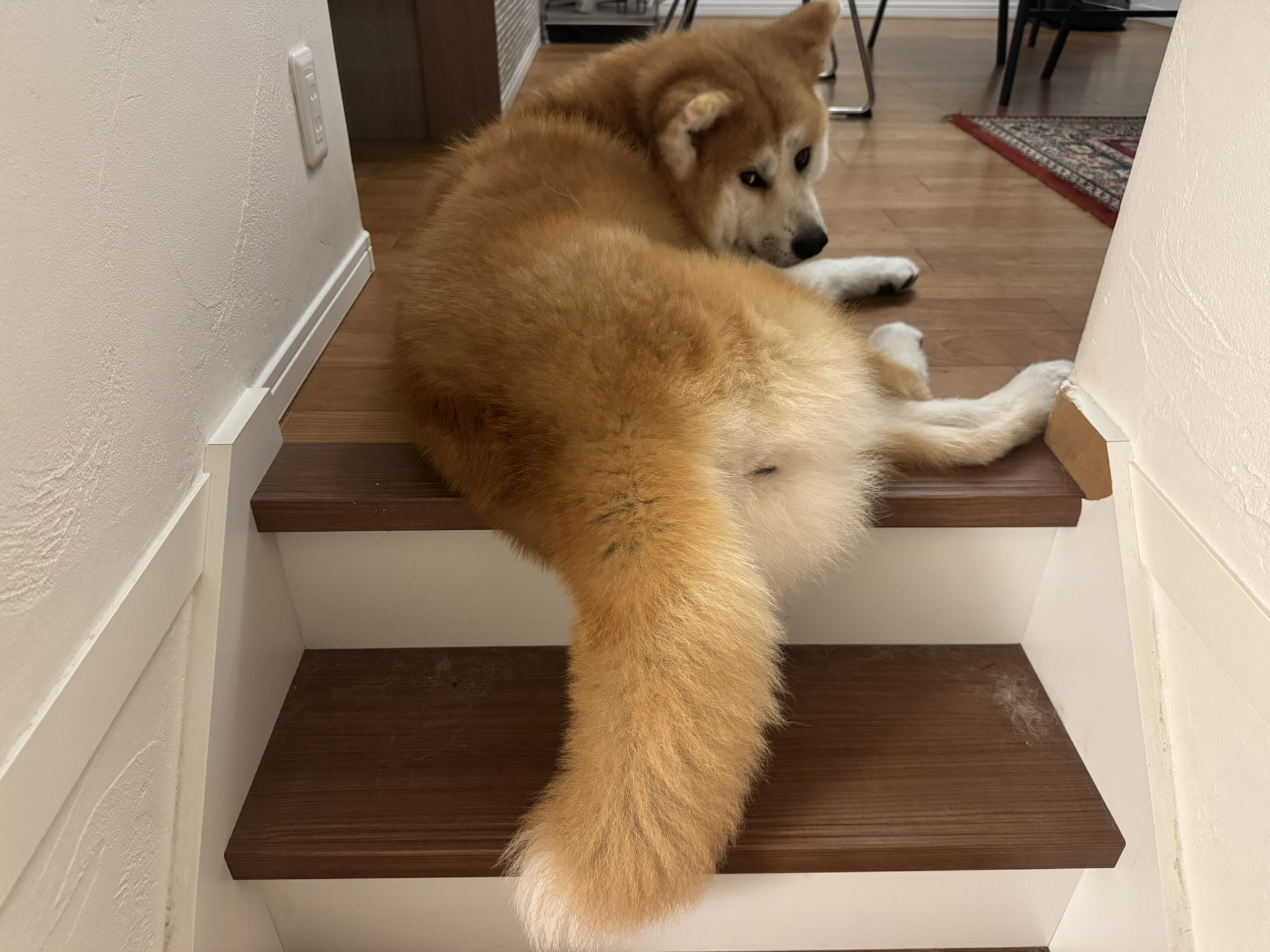 いぬちゃん Amazon.co.jp: yousyu 犬ぬいぐるみ いぬ抱き枕 特大テディ