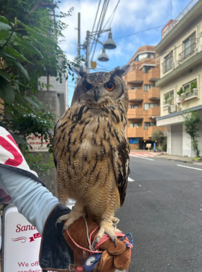 r_rena_r's tweet image. 友達が飼っているフクロウ、めっちゃカッコいい！🦉 その鋭い目線がめちゃくちゃ魅力的で、周りのことをずっと観察している感じ👀✨