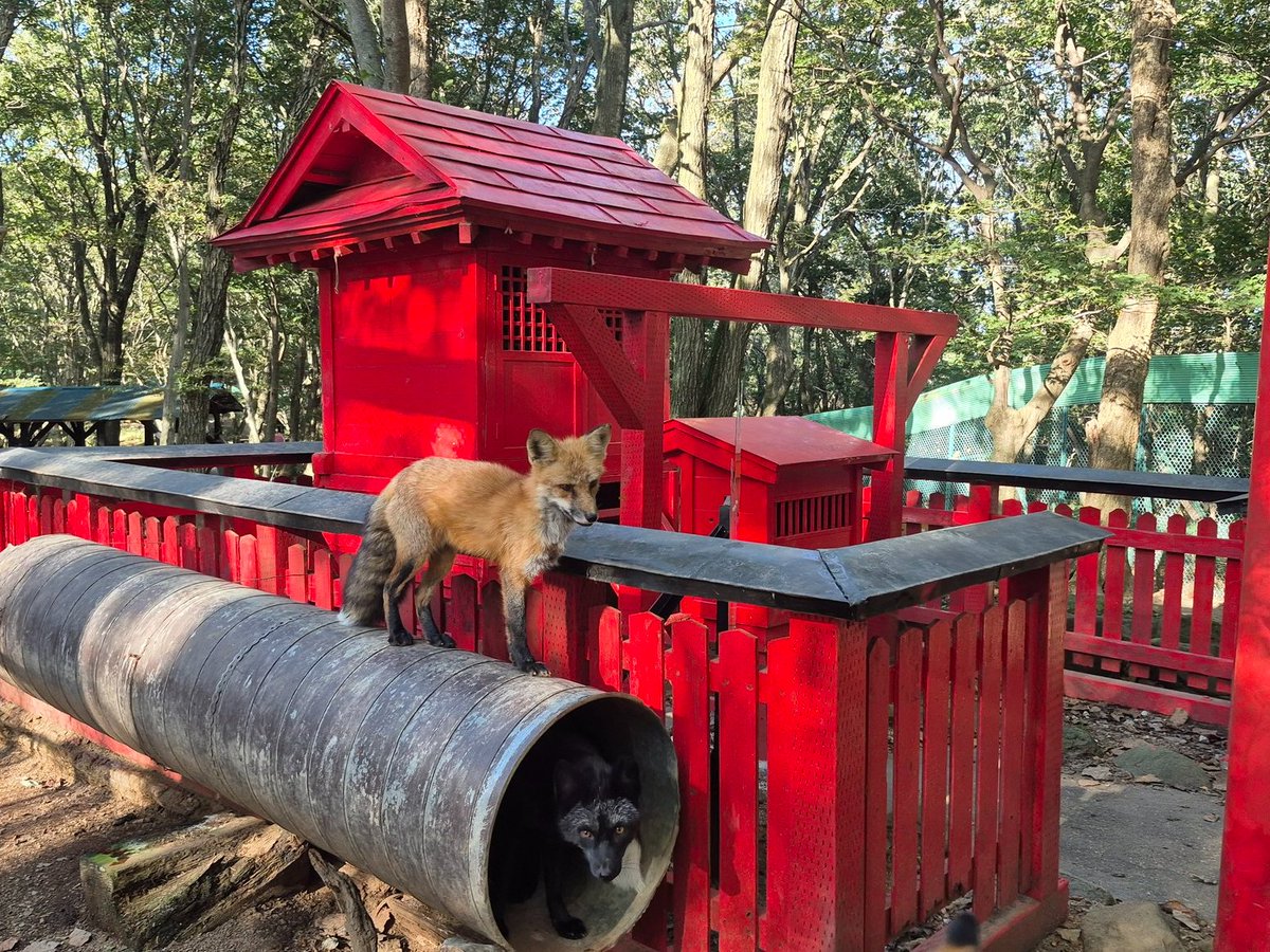 キツネと神社は相性がいいですね⛩