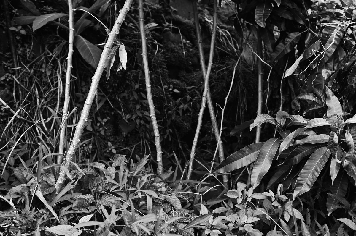 Ruzdy Fongo tweet media