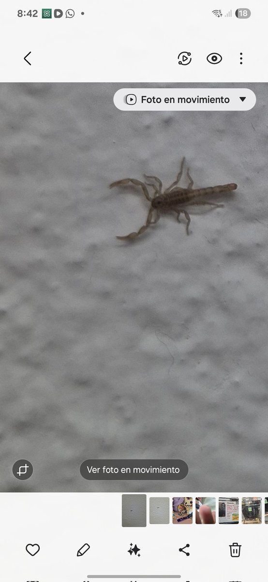 PolloHipocrita's tweet photo. @arachno_cosas ayudame no se si son de importancia medica? Llegue hoy a casa y el cuarto de lavado esta infestado de mini alacranes https://t.co/BslMzNVGdz