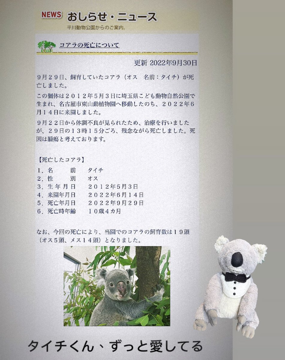 chirpysasalin's tweet image. 天使になった🌈3周年
動物園の仕事は辞めて
もっと大きな仕事と責任を
持ってるね
いつもコアラたちを守ってくれて
ありがとう
ずっとそばにいてくれて感謝してるよ🥹

#タイチ
#コアラ #SasalinNanami🐨 
#コアラ好きな人と繋がりたい