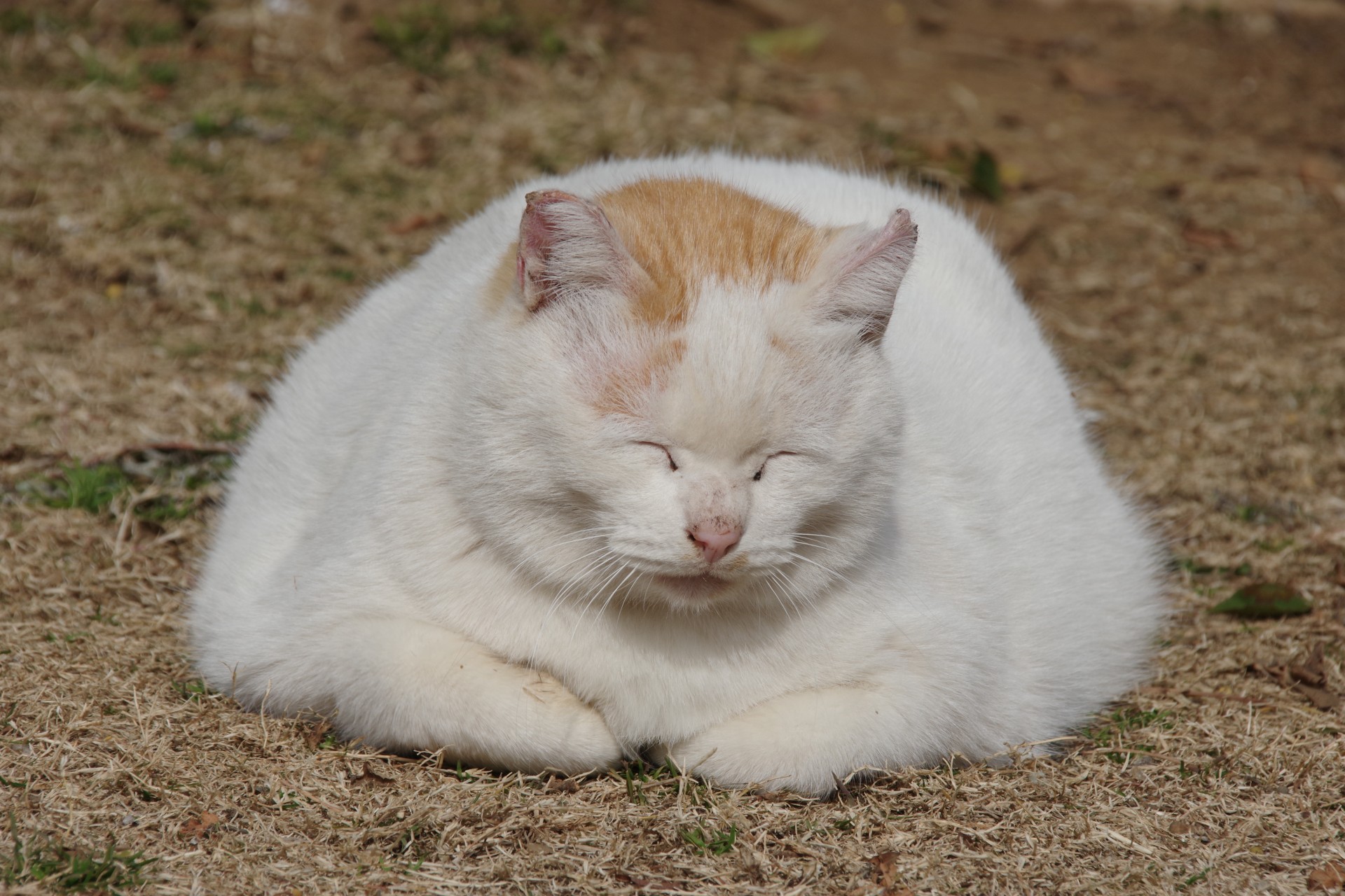 ねこ こう::okisa on X: 
