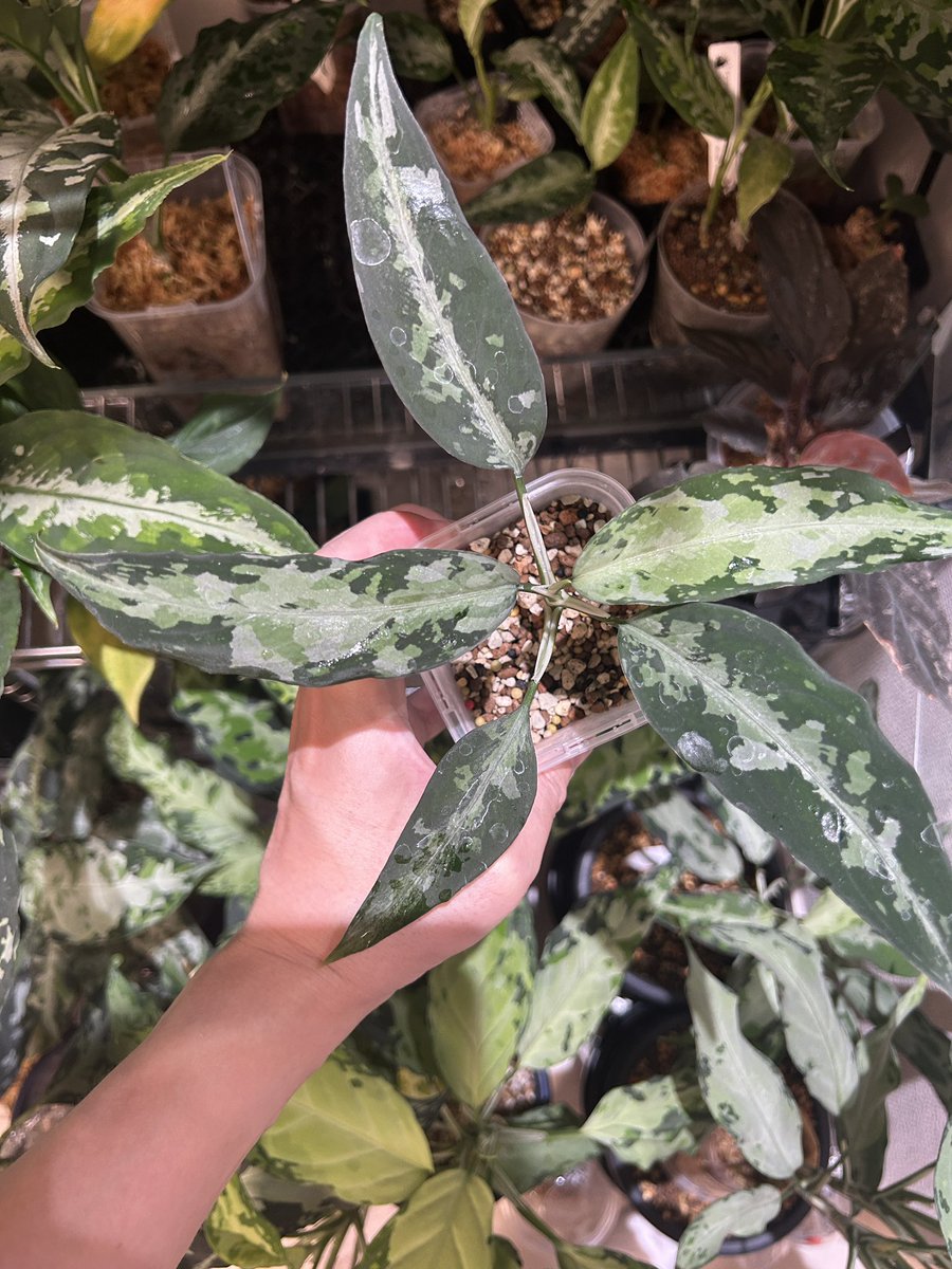 aglaonema kashyyyk キャッシーク　アグラオネマ 草好きの人 on X: 