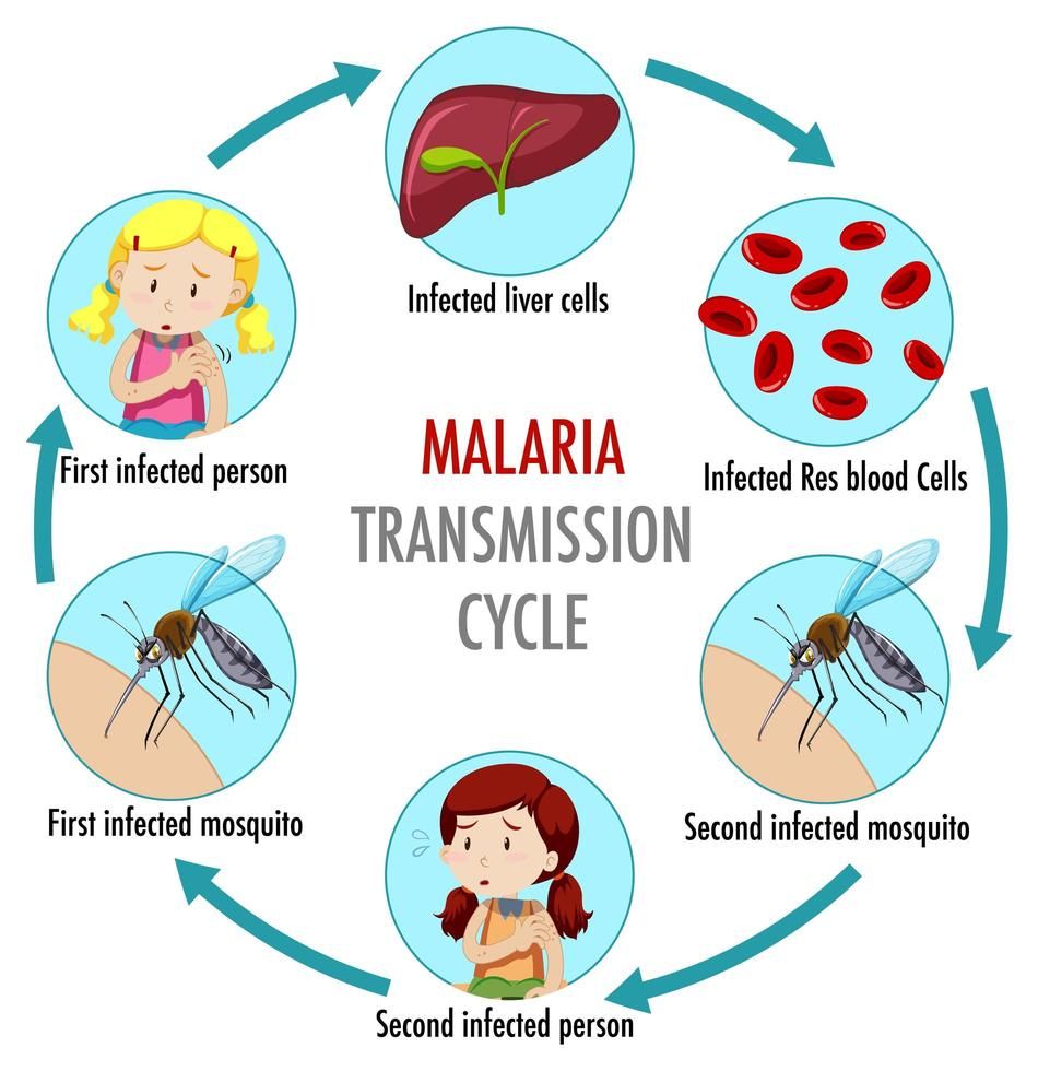 andrewjohnpub1's tweet image. Malaria is transmitted through the bites of infected female Anopheles mosquitoes 🦟. #Malaria parasites multiply in the mosquito&apos;s gut before moving to its salivary glands. When the mosquito bites a human, the parasites are injected into the bloodstream. #HealthAwareness.