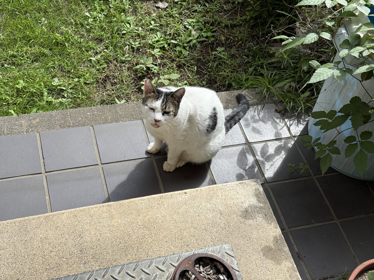 kumahousecom's tweet image. 帰って来たら🐸🏡
　庭におばあちゃん野良猫がいた😽
#野良猫