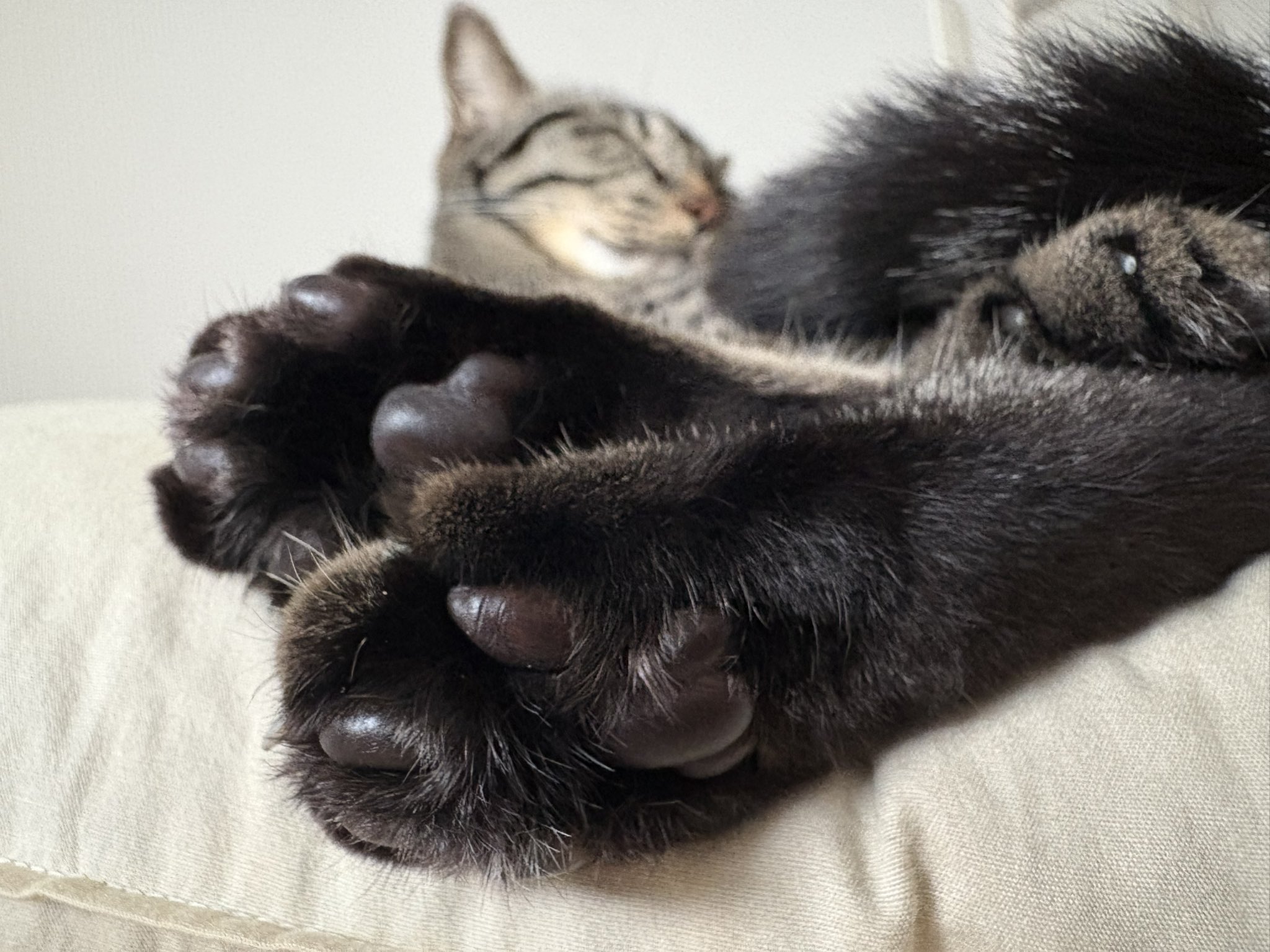 猫の肉球　あさづゆ 2018 ハーフボトル　11本 猫の肉球 あさづゆ 2018 ハーフボトル 11本 201207_TommyYuzu