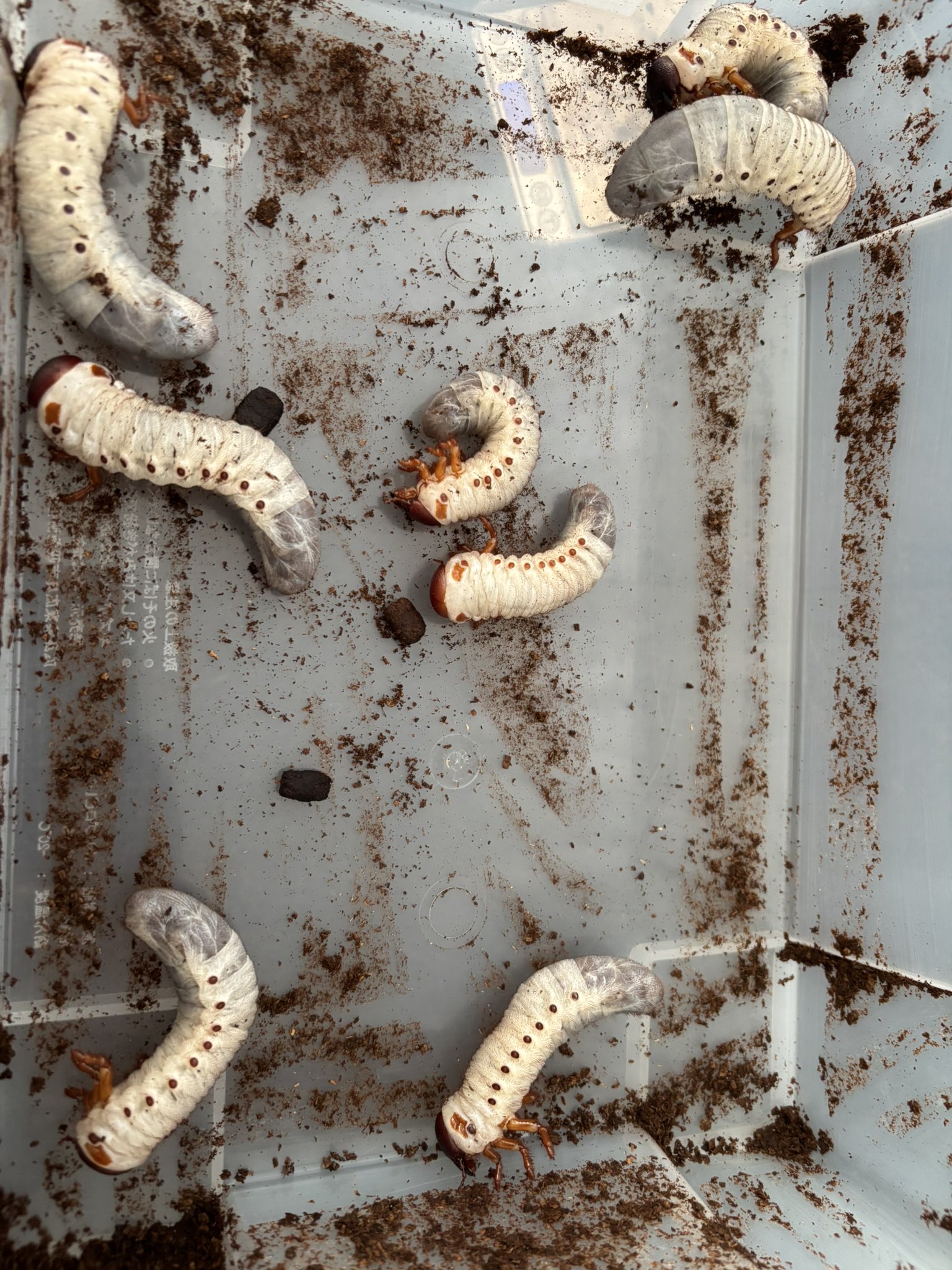 パルナシウス・アッコ・ホロハオアエ（中国甘粛省祁連山、オス） パルナシウス・アッコ・ホロハオアエ（中国甘粛省祁連山、オス