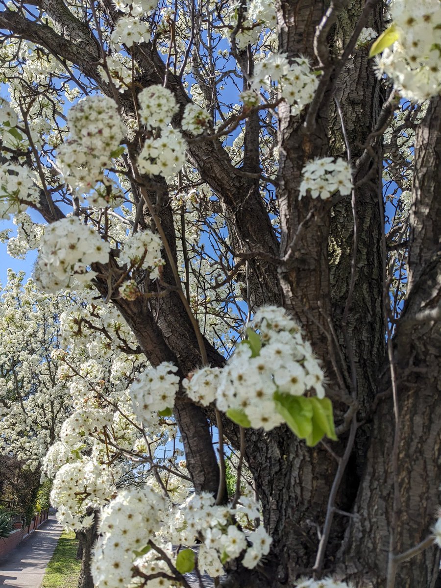 If you are from out of town and are having a stroll in our suburban streets in late September/early October, rest assured that it is not your imagination - these trees properly smell like cum. 
I promise you I'm not making this up. #Melbourne