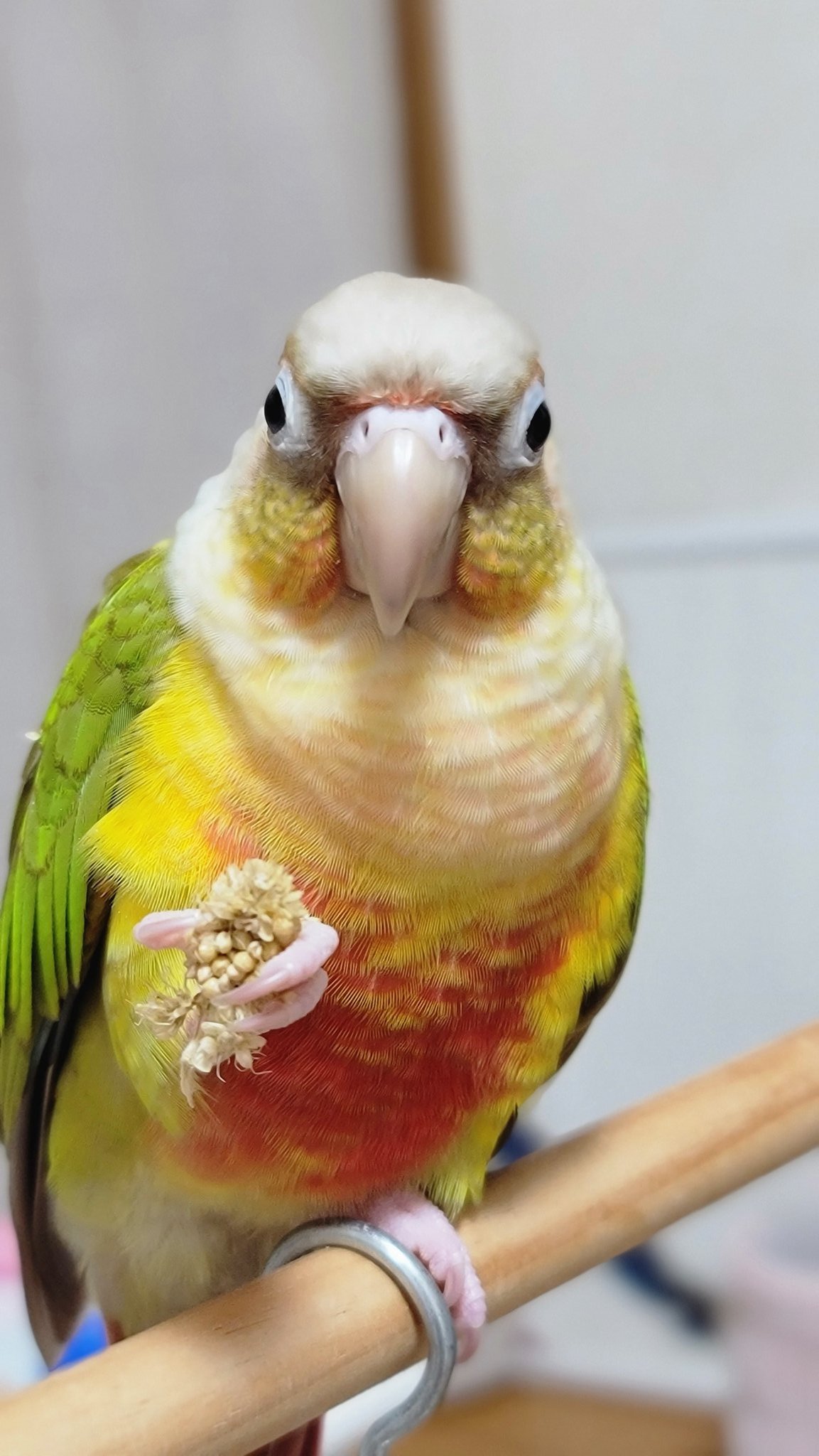 すてぱん様オーダーページ 猫 ウロコ すてぱん様オーダーページ 猫 ウロコインコ すてぱん様オーダー