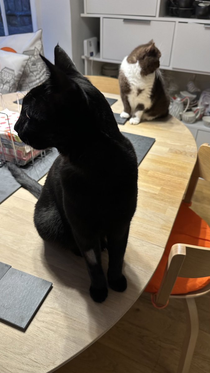 Rolf report 29 Sept: I’m not sayin’ Lizzie and I don’t get along, exactly. It’s just that we look at the world from different directions. Rolf x