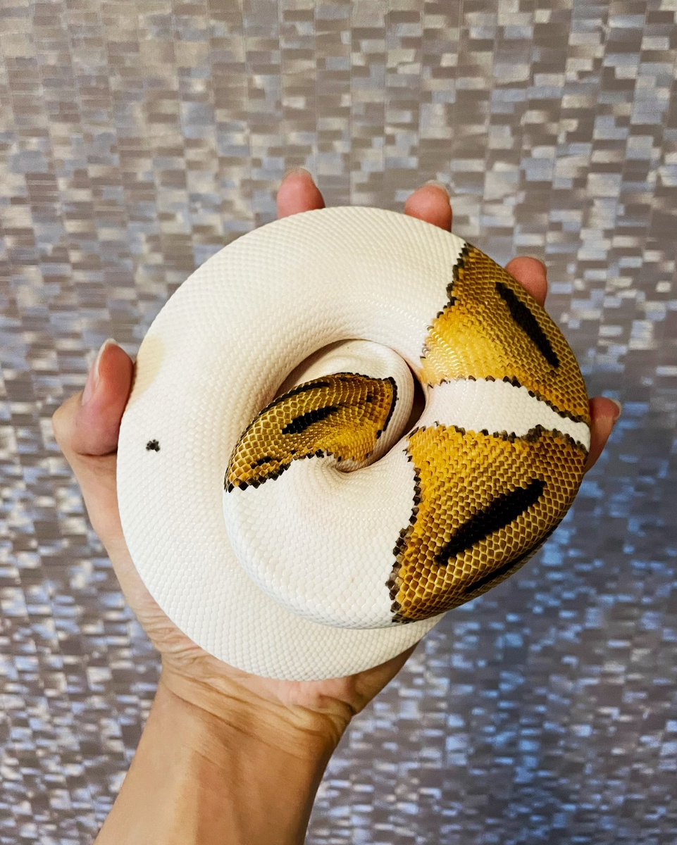 Nell_python's tweet image. ボールパイソン、ニシアフ、レオパ
複数飼ってます
爬虫類好きな人とゆるーく繋がれたらいいな