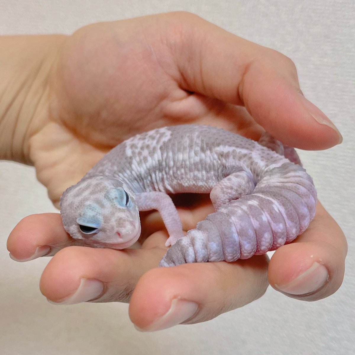 Nell_python's tweet image. ボールパイソン、ニシアフ、レオパ
複数飼ってます
爬虫類好きな人とゆるーく繋がれたらいいな