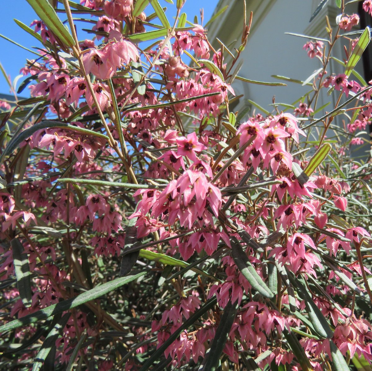 StuartWilliams_'s tweet image. Pink velvet-bush, Lasiopetalum behrii, is critically endangered in New South Wales 

#RBGMelbourne #Lasiopetalum #Malvaceae #ozplants