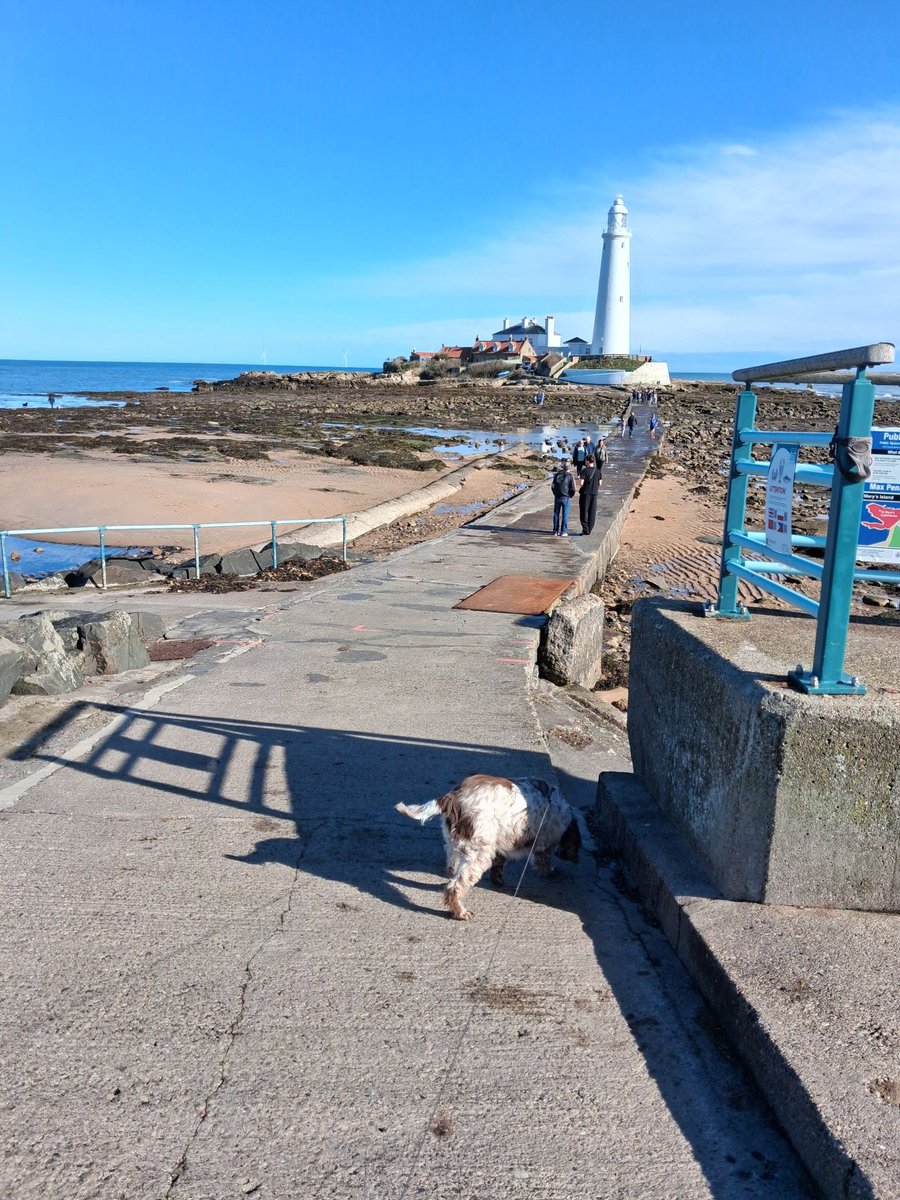Fabulous day at St Mary's Island for a feature for Birdwatching magazine. Ably assisted by Mavis. <a href="/BirdWatchingMag/">Bird Watching</a> <a href="/polyolbion/">Matt Merritt</a>  Details at    birdwatching.co.uk