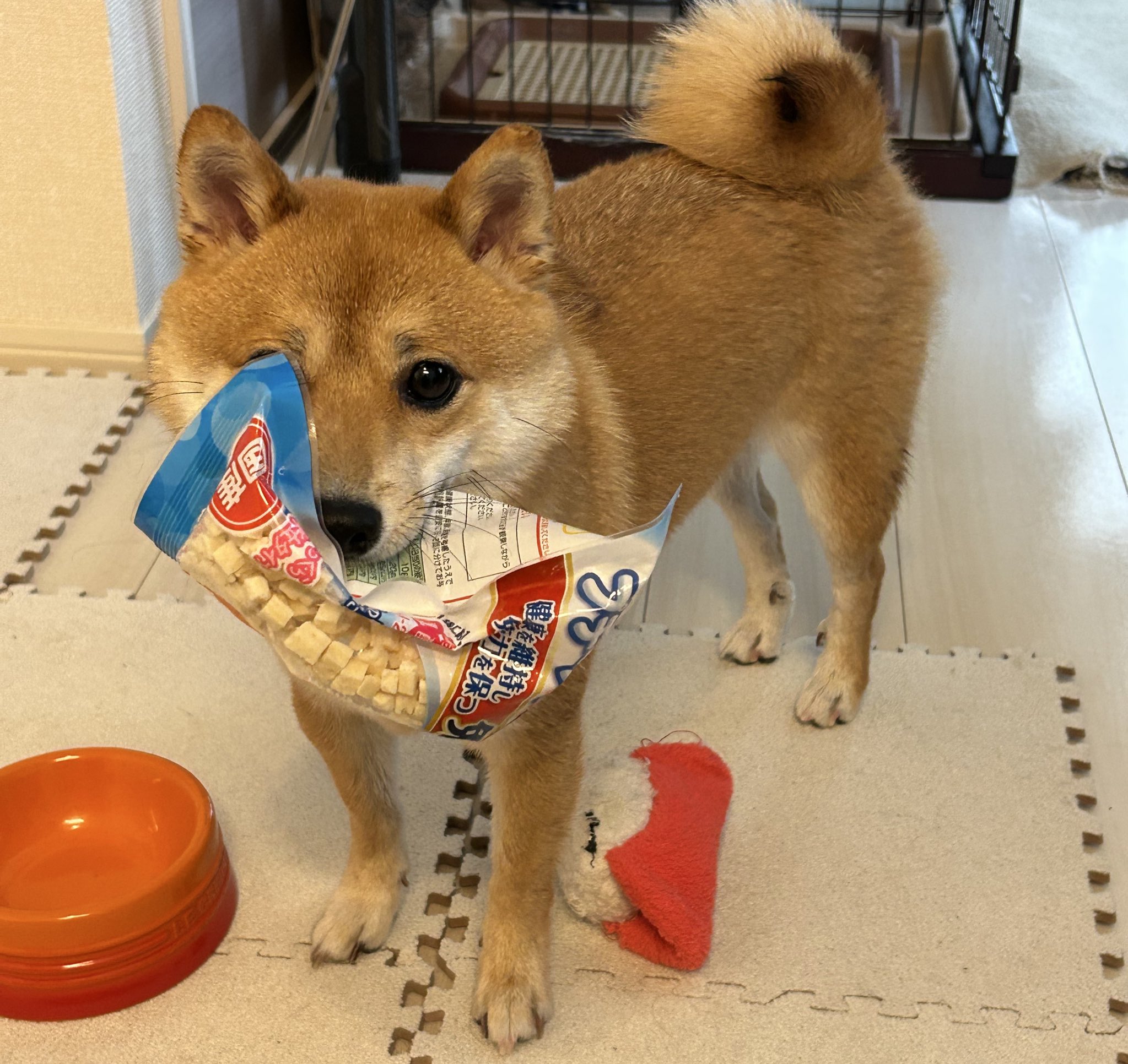 くろよん✳︎ Z/X -Zillions of enemy X- EXパック第53弾 BLACK LAGOON | TCG