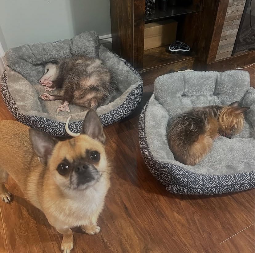 자리를 다 뺏긴 강아지😢