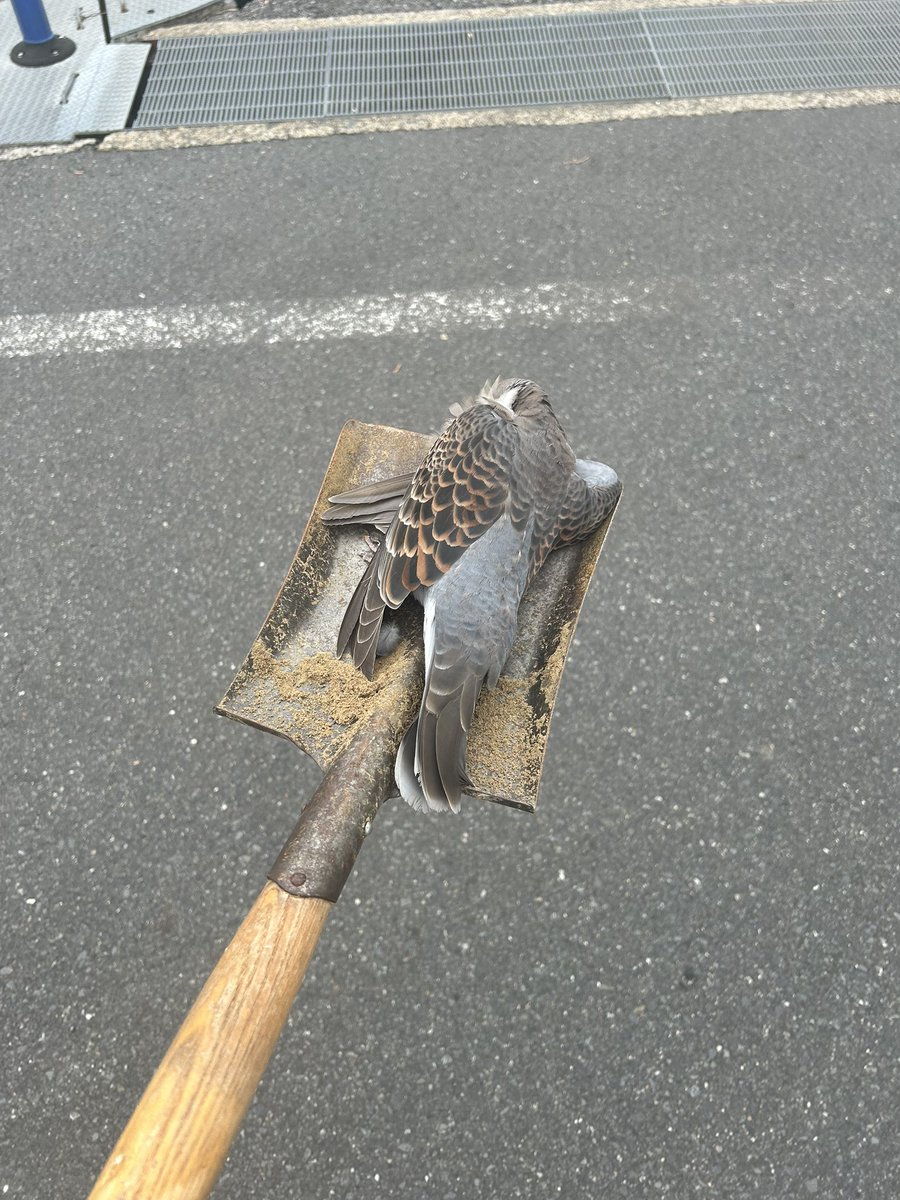 何だこれ