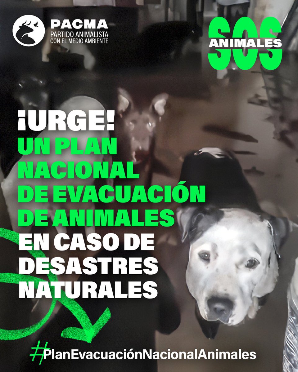 ❌¡No abandonen a los animales a su suerte!

🌧Valencia, Castellón y Tarragona están en alerta roja por lluvias torrenciales e inundaciones. Se cortan carreteras, se retrasan trenes y hay rescates… ¿y los animales? Olvidados, como siempre, por administraciones que no aprenden. Y