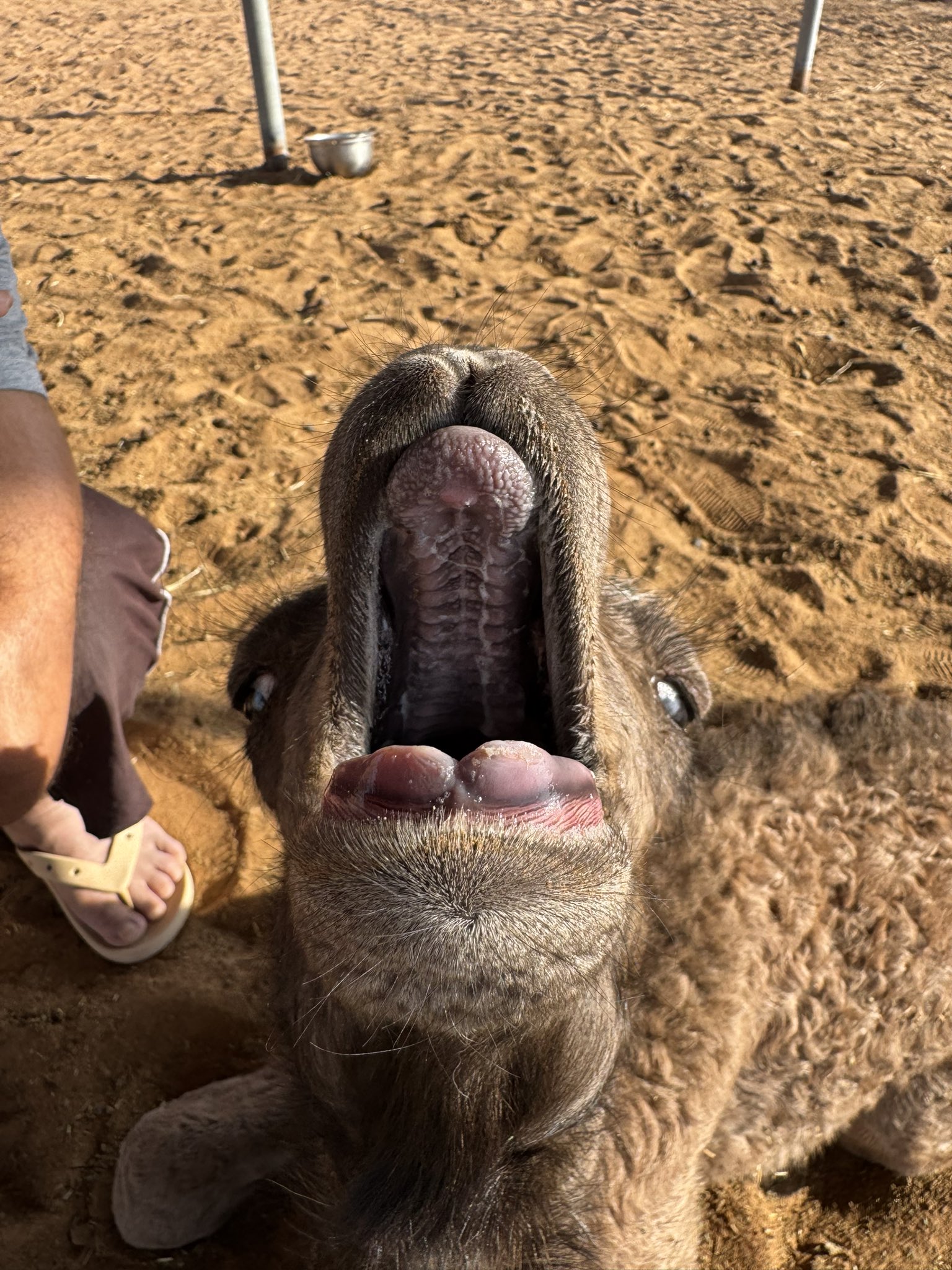 Popomaru プロフ必読様へ♥♡10/4 ぽまる (@pomaru310) / X