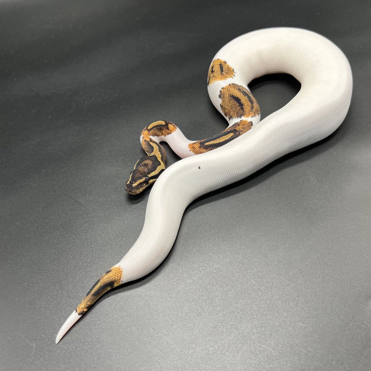 Nell_python's tweet image. やっぱりパイボール好き😊
バチバチのコントラストが最高