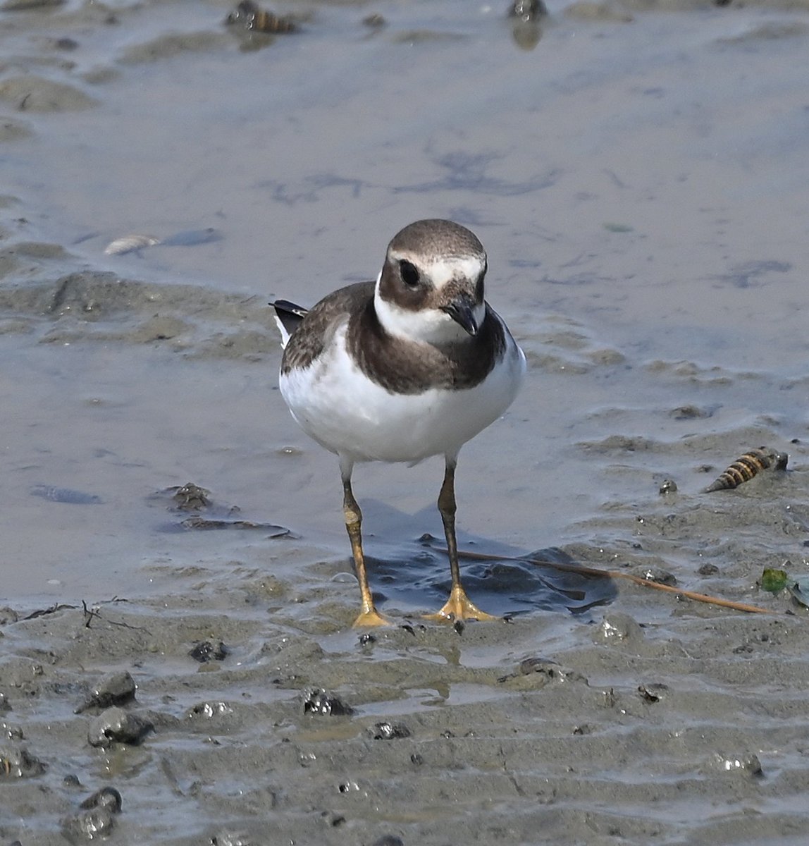 ひえい トランナナ！！ カワサキ ZX－14R ABS (1088051) | 中古バイク