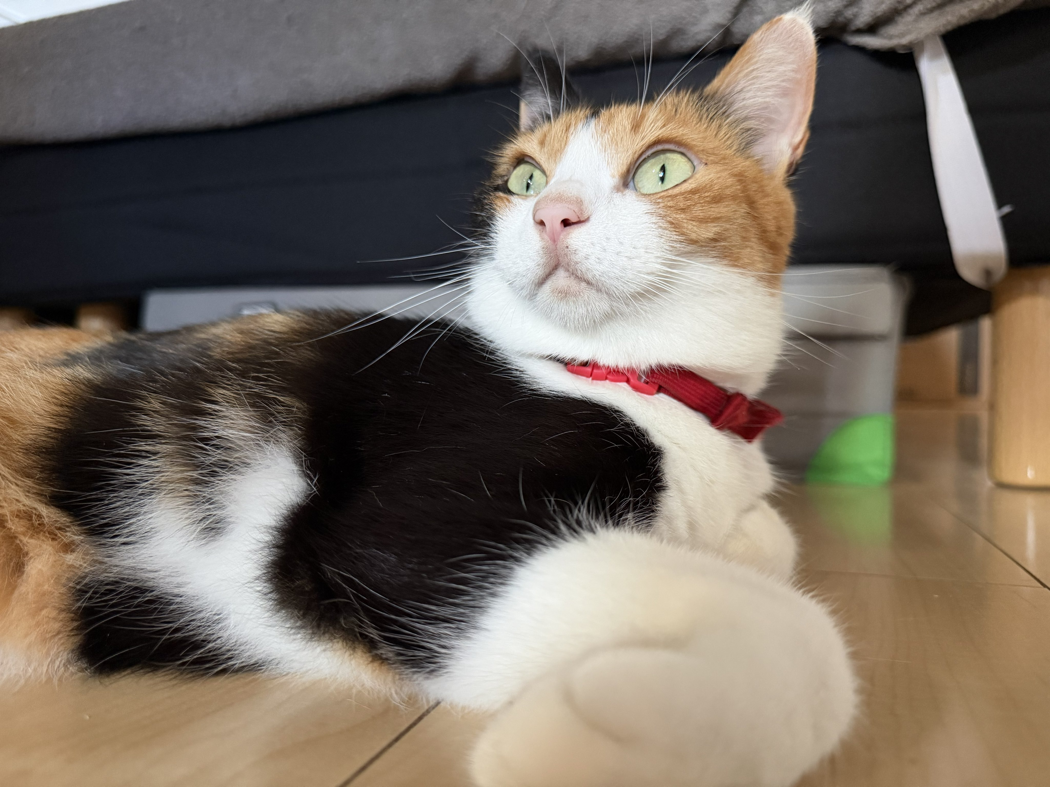 食べちゃう(三毛猫) 【公式通販】