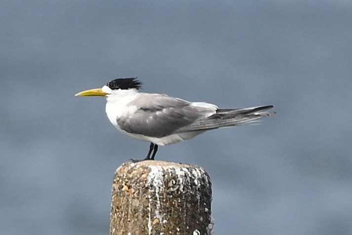 すげ様 adidas ZX 8000 Overkill Home Game