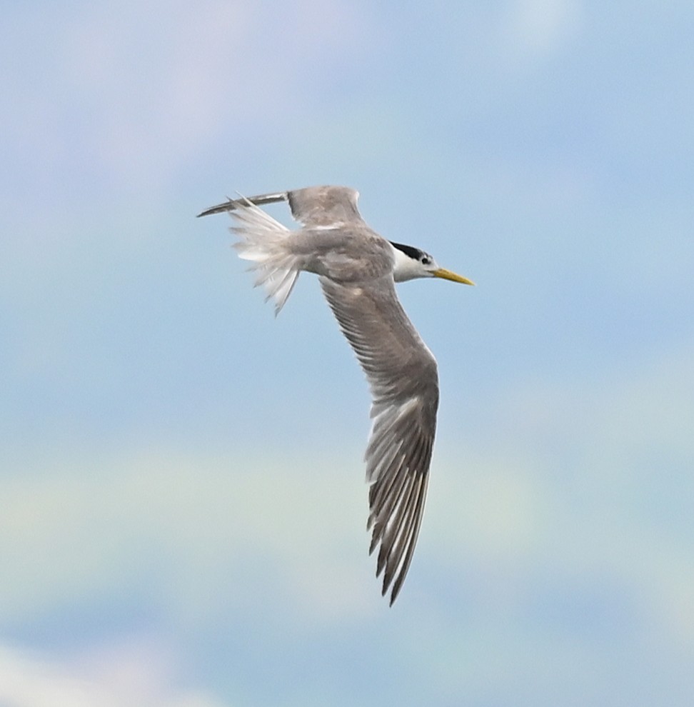 すげ様 The Palace x Adidas ZX 10000 Releases Fall 2024 | House of Heat°