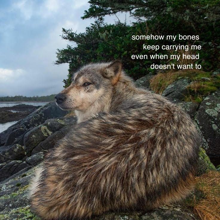 caninepoetry (@caninepoetry_) on Twitter photo 
