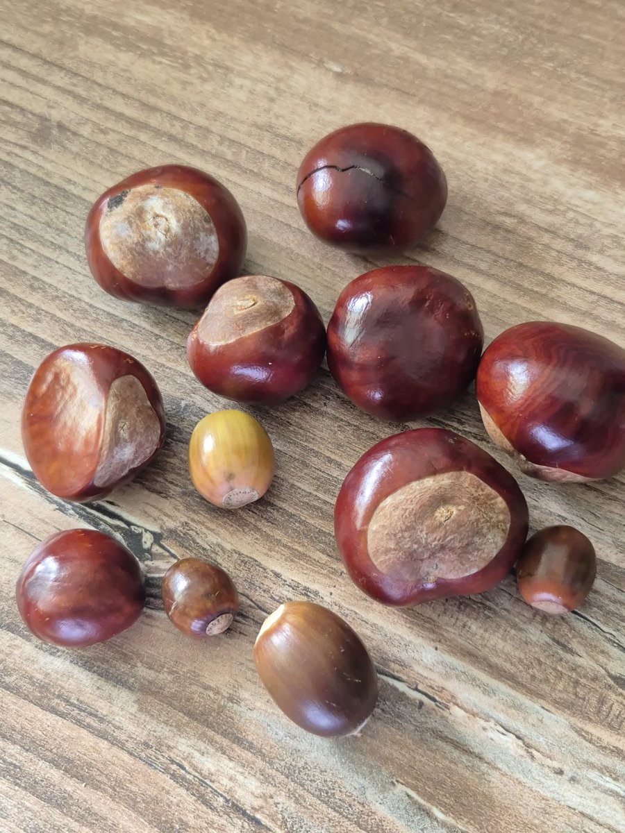 clairev_411's tweet image. Out for a walk, and the (retired) early years practitioner in me just couldn't resist collecting a few autumn treasures #autumn #Autumn2025 #conkers #acorns