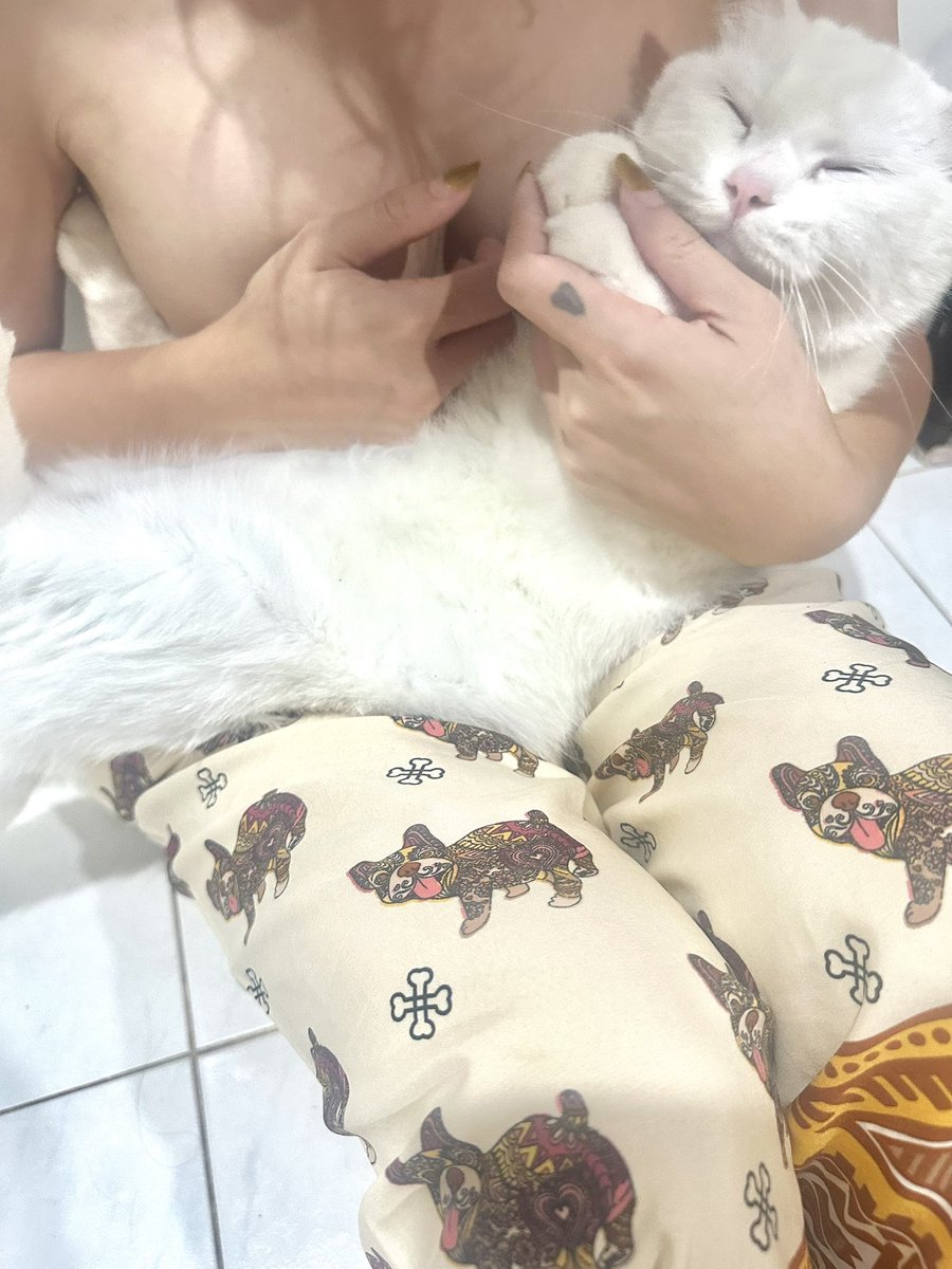 nospeakSW's tweet image. มาดูแมวห้องเราปะ