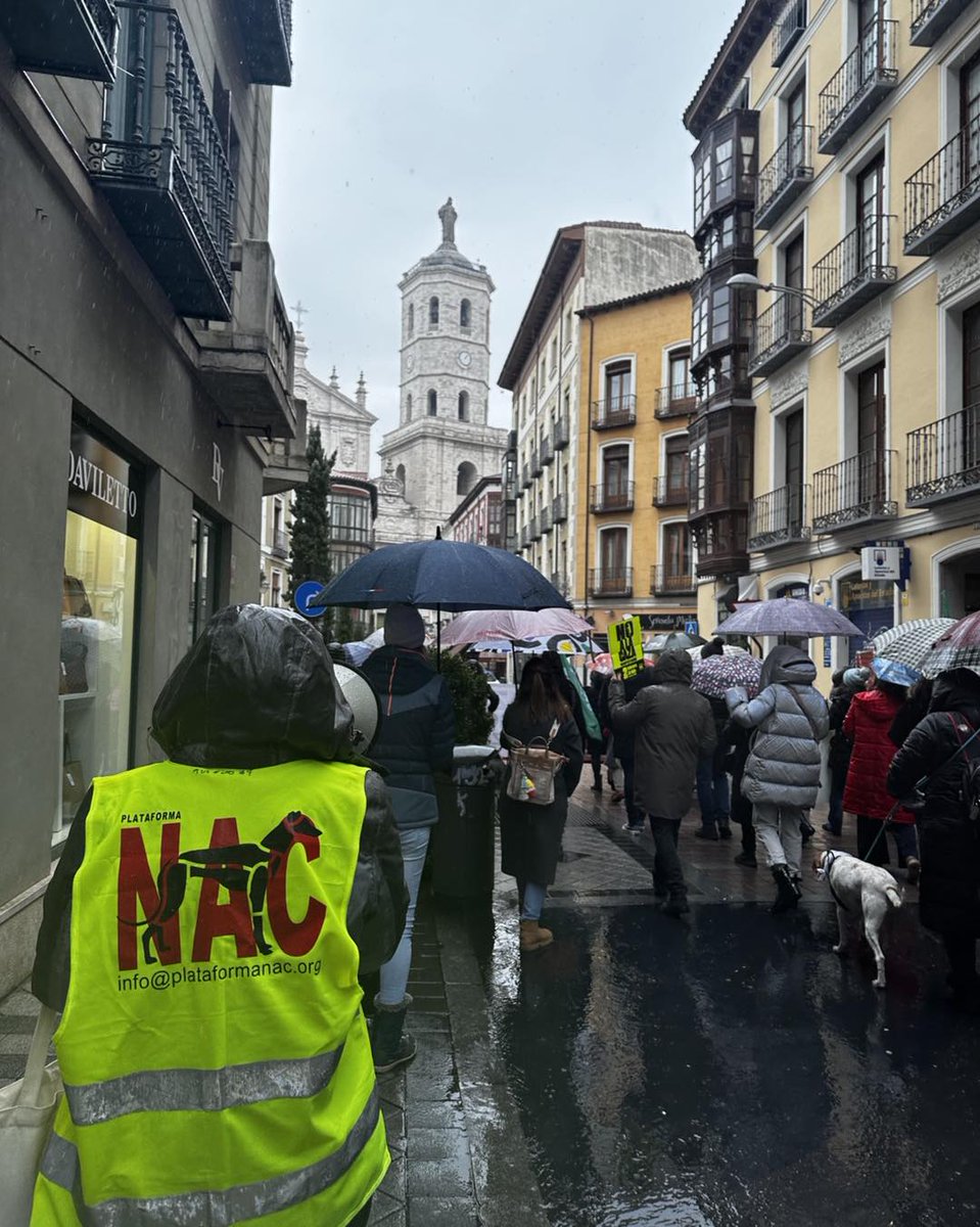 La fuerza de Plataforma NAC está en las personas que se implican y alzan la voz contra la caza y el maltrato animal
Esta foto es de la manifestación febrero 2025 en Valladolid: ni la lluvia pudo pararnos

PARA PARTICIPAR EN LAS MANIFESTACIONES plataformanac.org/voluntariado-m…

#NoALaCaza