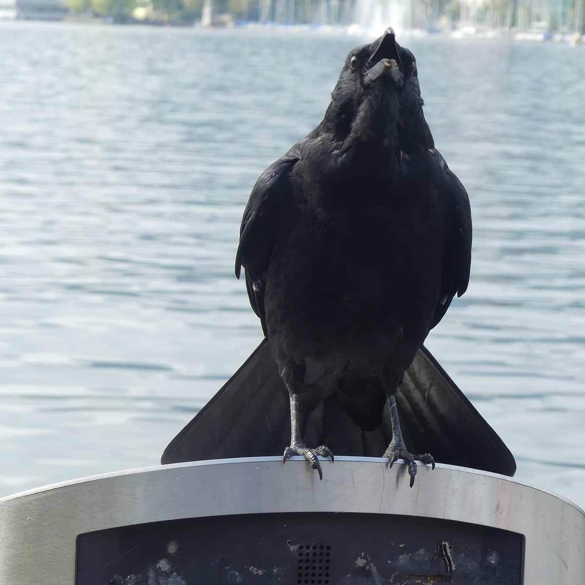 thebrewboy's tweet photo. What have you got to crow about buddy? https://t.co/8V3JFDI5CW