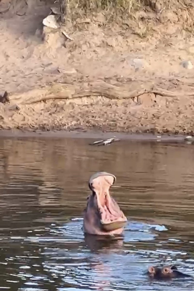 Good morning from the banks of Mara River ! Come we book safaris for you . We curate the safari per your budget.