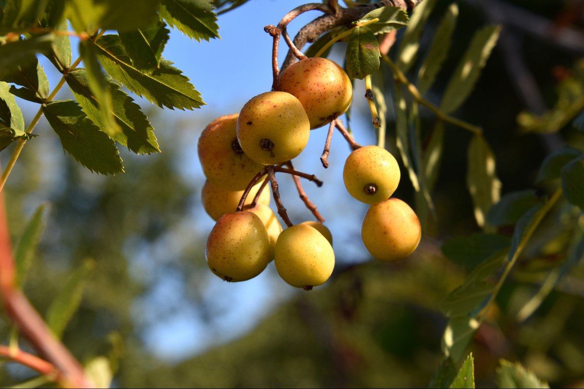 🌿🍂 Bon dilluns!

Avui us compartim la fotografia de l’Àngela Llop des de Torrelles de Foix, amb un fruit de tardor tan singular com poc conegut: la serva. El server floreix a la primavera i a finals d’estiu dóna aquests fruits en forma de petita pera, que només són comestibles