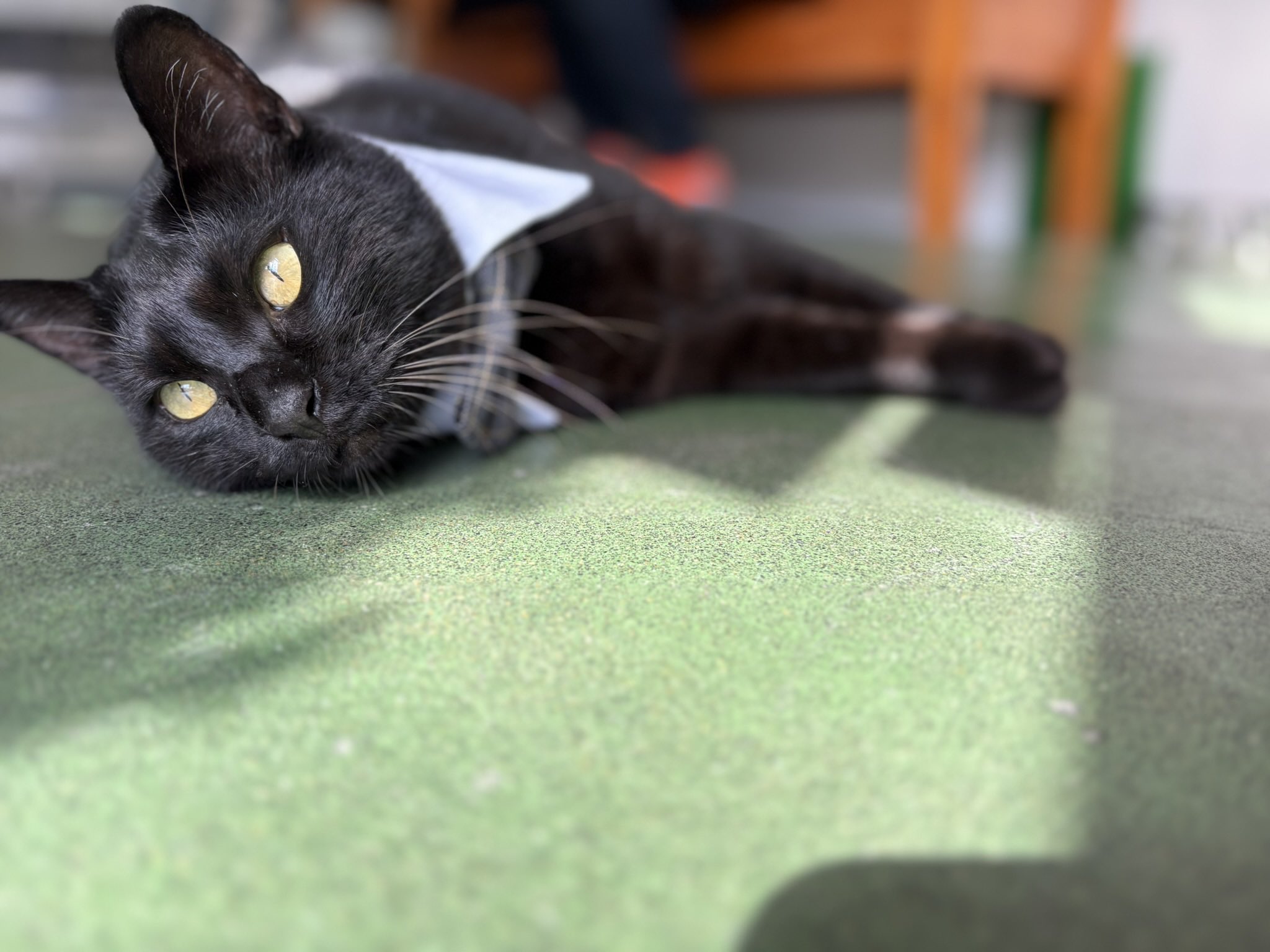 ENEOS椴法華SS🐈‍⬛黒猫専務のいるスタンド on X: 