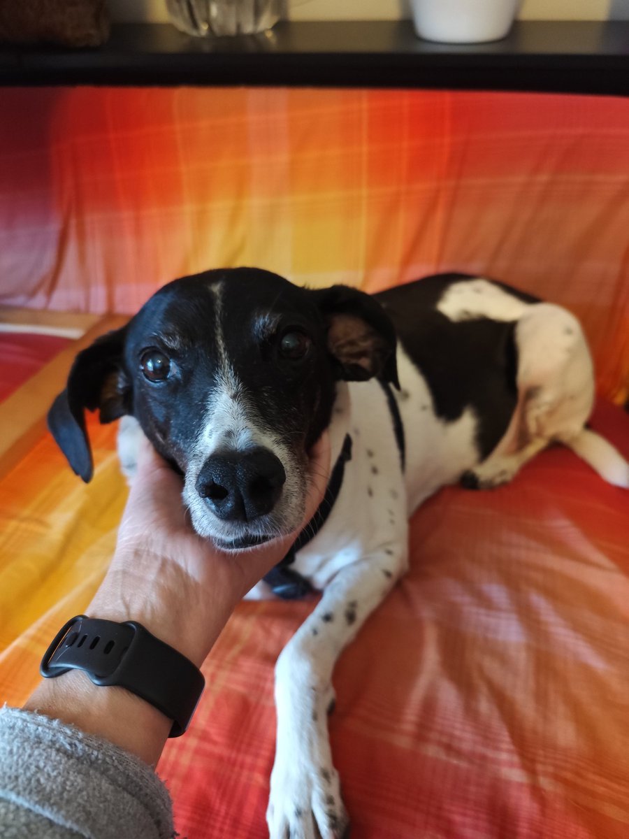So many wonderful friends keep asking about my Jack 💕 He looks brighter, even if his organs and immune system are fragile. Vet check at 10.30 —please keep your paws crossed 🐾✨ We feel your love and it means the world to us 💖 thank you!