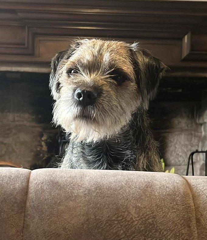 Finn_BT_bandit's tweet image. It’s ma birfday, pals! Six years since I popped into da world! Loves ma balle, ma staff and most of all ma food! 🤣🤣🥰 #BTPosse