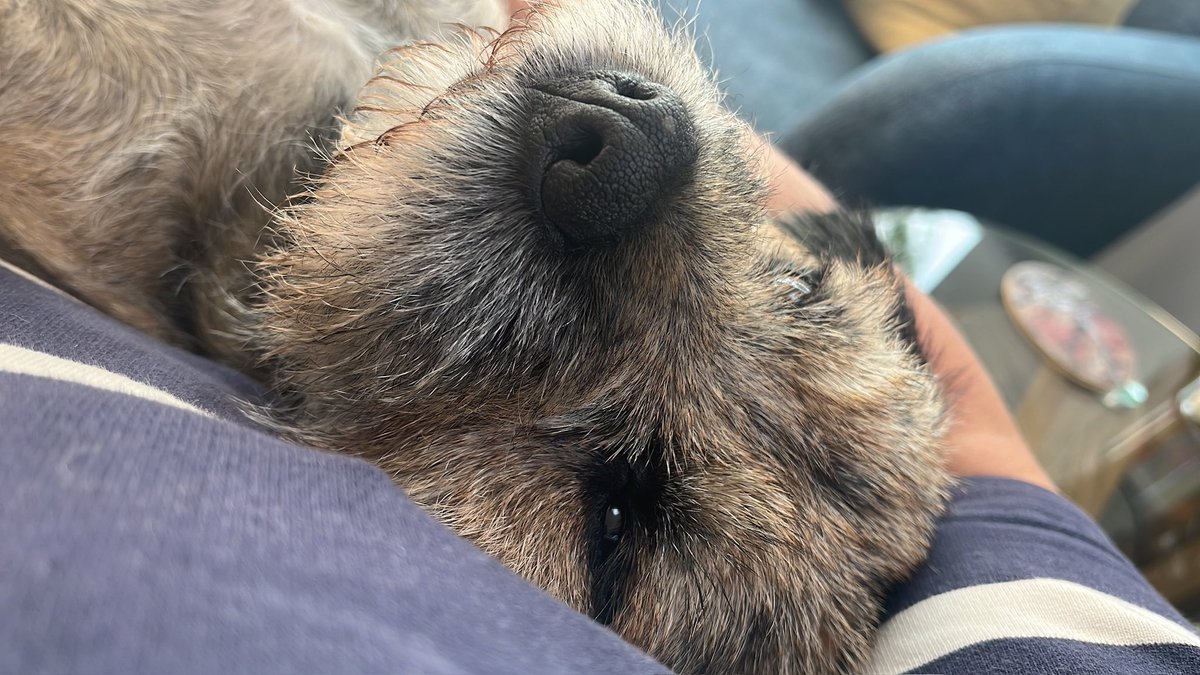 Finn_BT_bandit's tweet image. It’s ma birfday, pals! Six years since I popped into da world! Loves ma balle, ma staff and most of all ma food! 🤣🤣🥰 #BTPosse