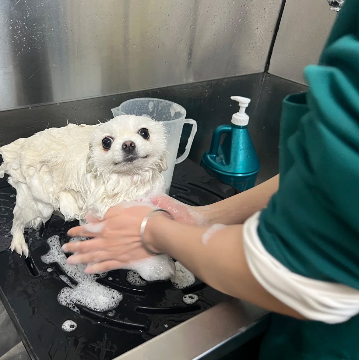 💖 (@twaniimals) on Twitter photo 