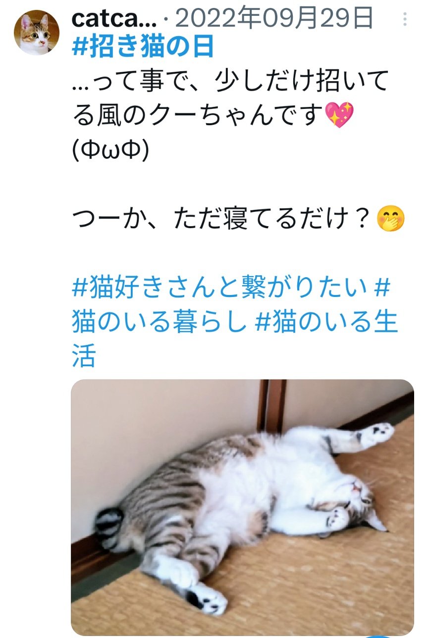 catcat3819012 (@catcat3819012) / X