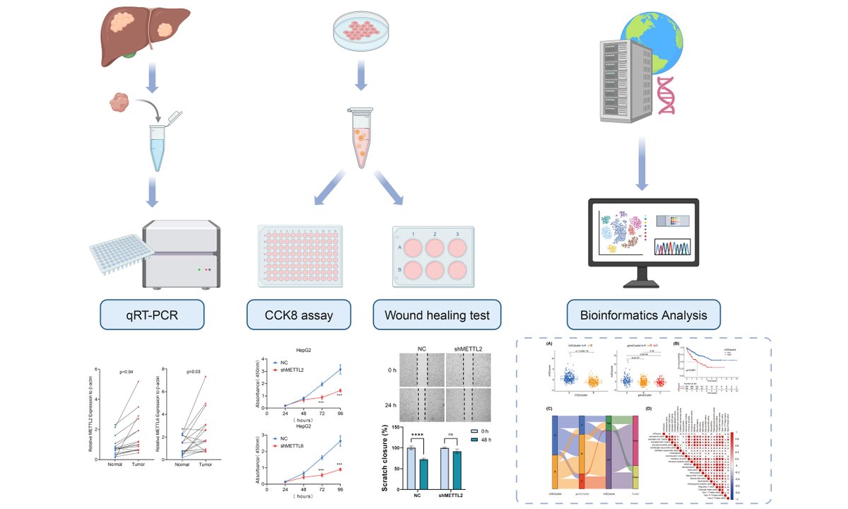 OAE_JCMT's tweet image. 🌟New Publication:
Bioinformatics analysis and experimental validation of m3C RNA methylation regulators in hepatocellular carcinoma: expression, function, and prognostic value.
Full Text: oaepublish.com/articles/2394-…
#Computational #RNAmethylation #hepatocellular #carcinoma #database